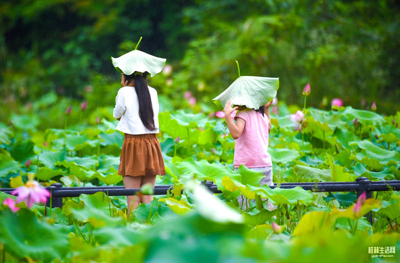 8.两江镇信果荷花池