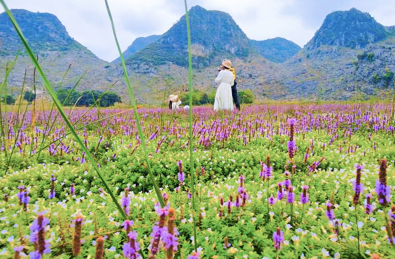 5.山谷里的紫色花海